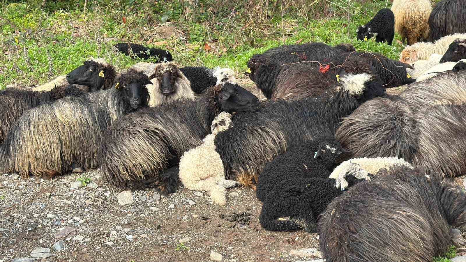 Artvin’de zorlu yayla göçü başladı
