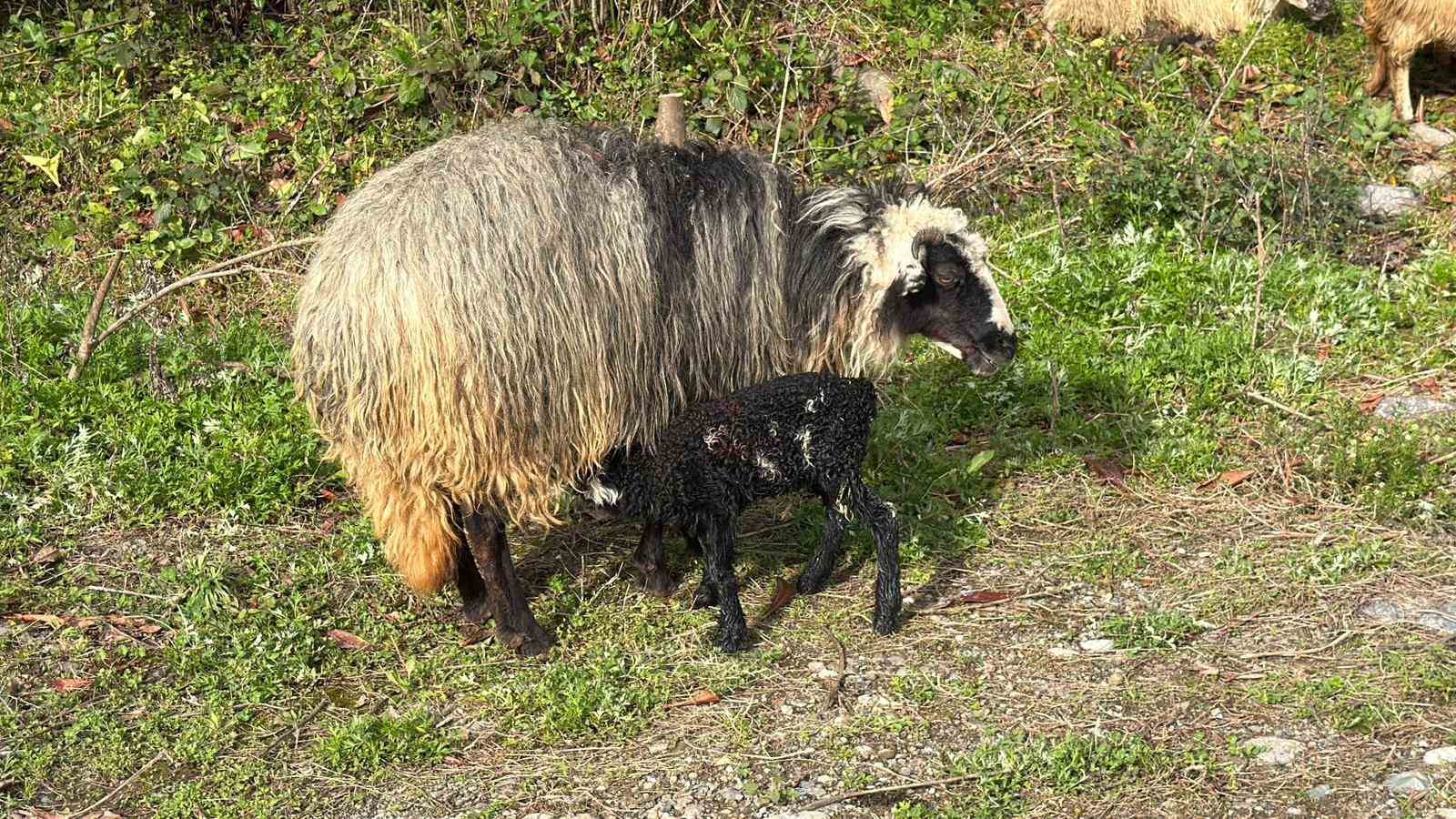 Artvin’de zorlu yayla göçü başladı
