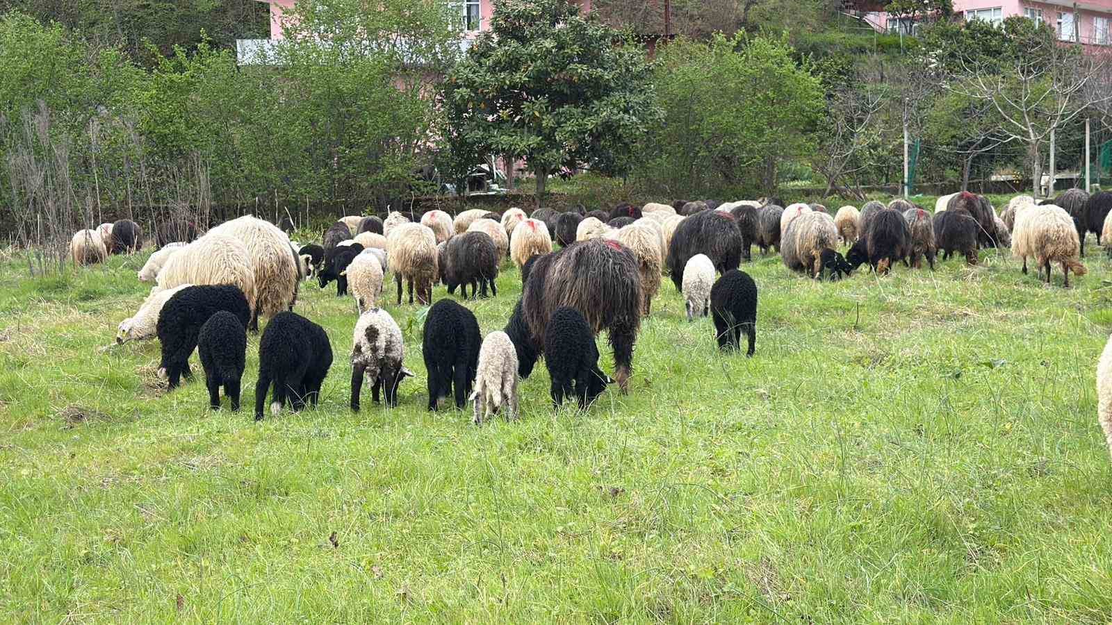 Artvin’de zorlu yayla göçü başladı
