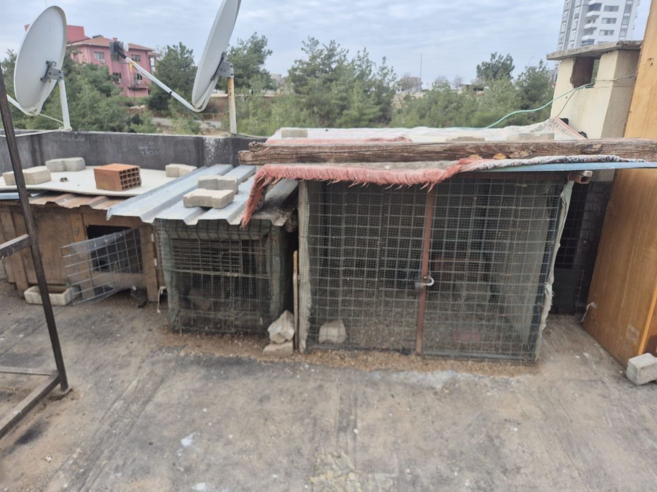 Asansöre idrarını yapıp kuş çalan şüpheli lise öğrencisi çıktı
