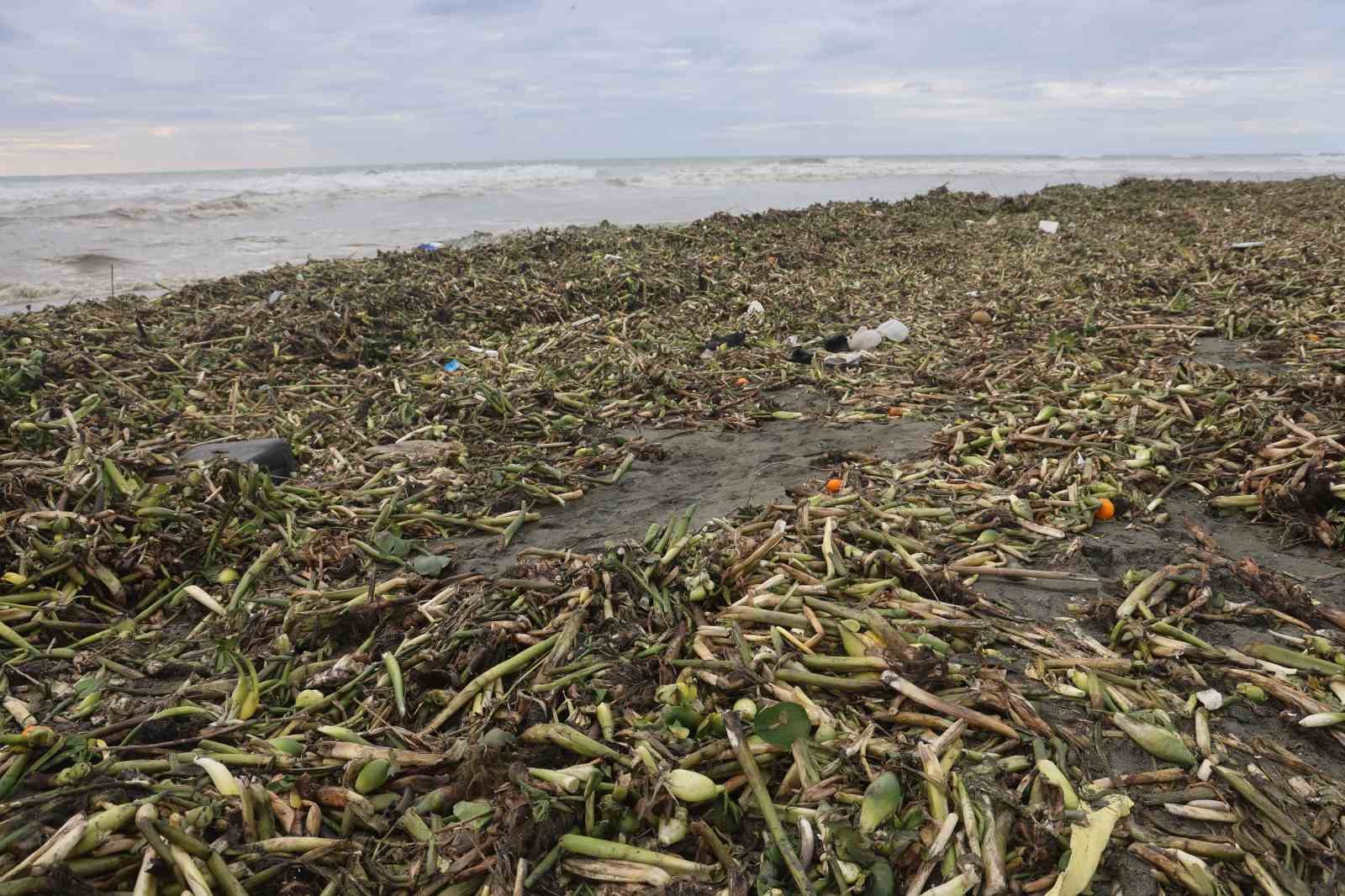 Asi nehrini istila eden su sümbülleri kuvvetli yağışla birlikte Akdeniz kıyısını yeşile bürüdü
