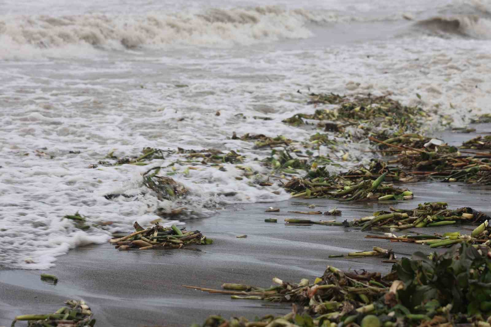Asi nehrini istila eden su sümbülleri kuvvetli yağışla birlikte Akdeniz kıyısını yeşile bürüdü
