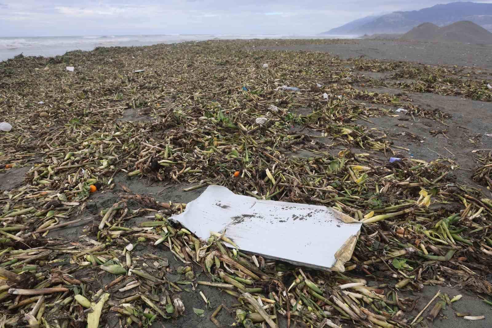 Asi nehrini istila eden su sümbülleri kuvvetli yağışla birlikte Akdeniz kıyısını yeşile bürüdü

