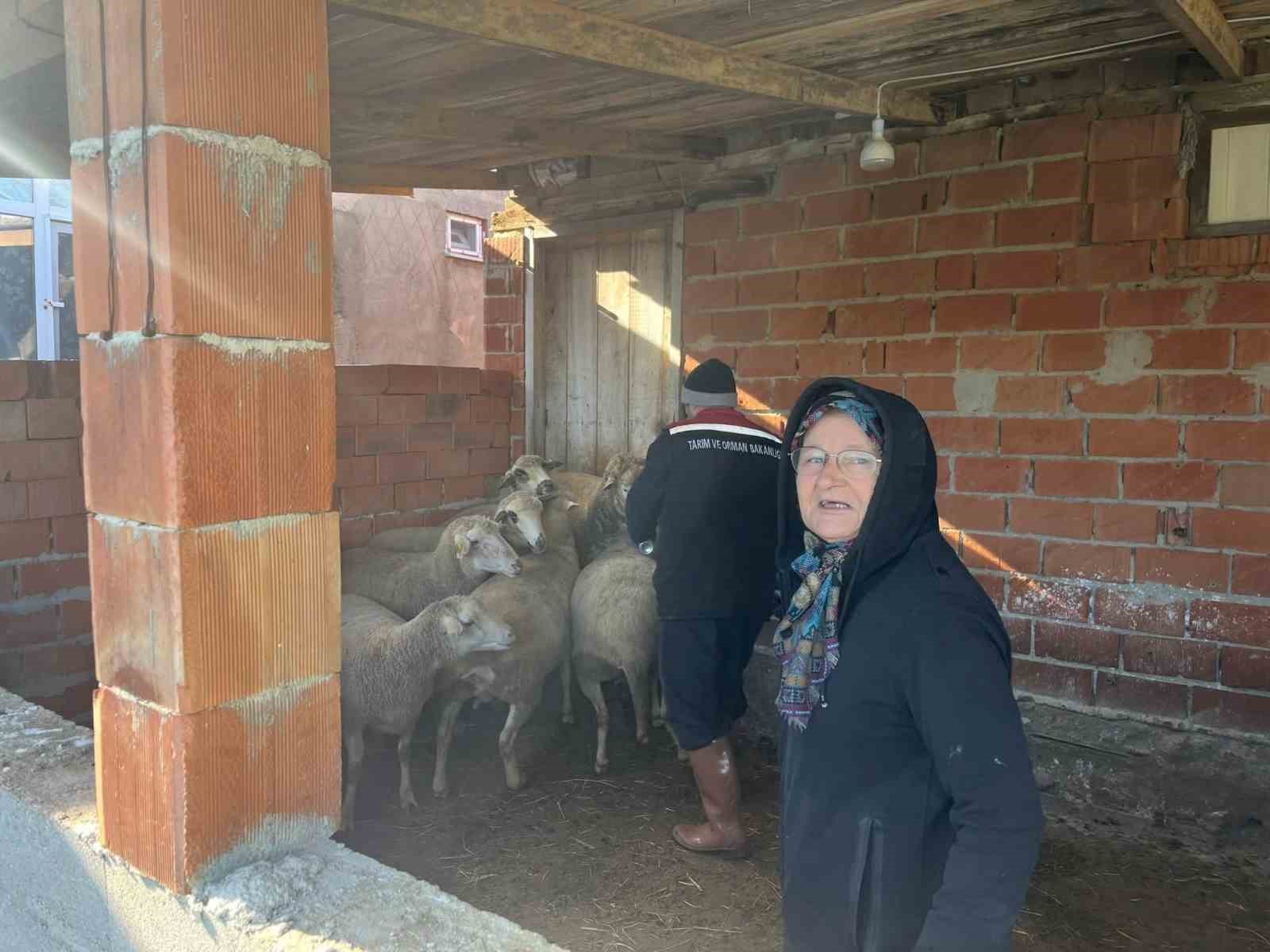 Aşı sırasında yeni doğan kuzu sevindirdi
