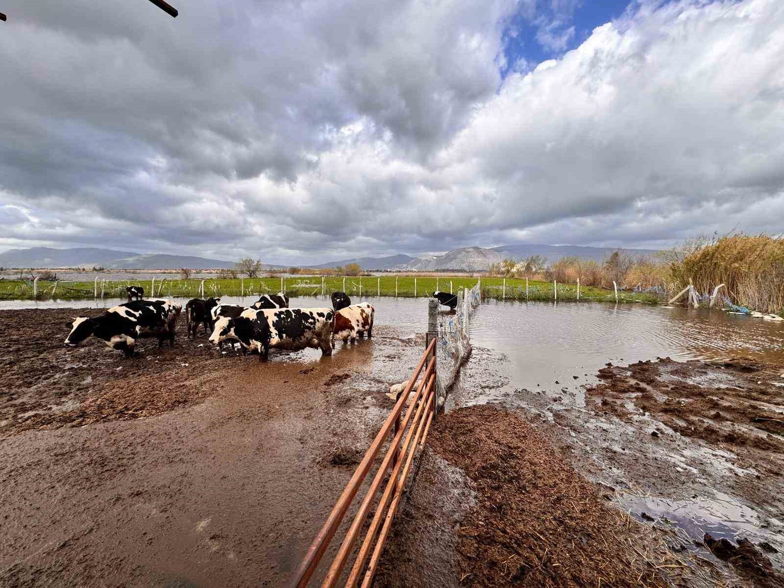 Aşırı yağışlar sonrası Söke’de hayvanlar güvenli bölgelere alındı
