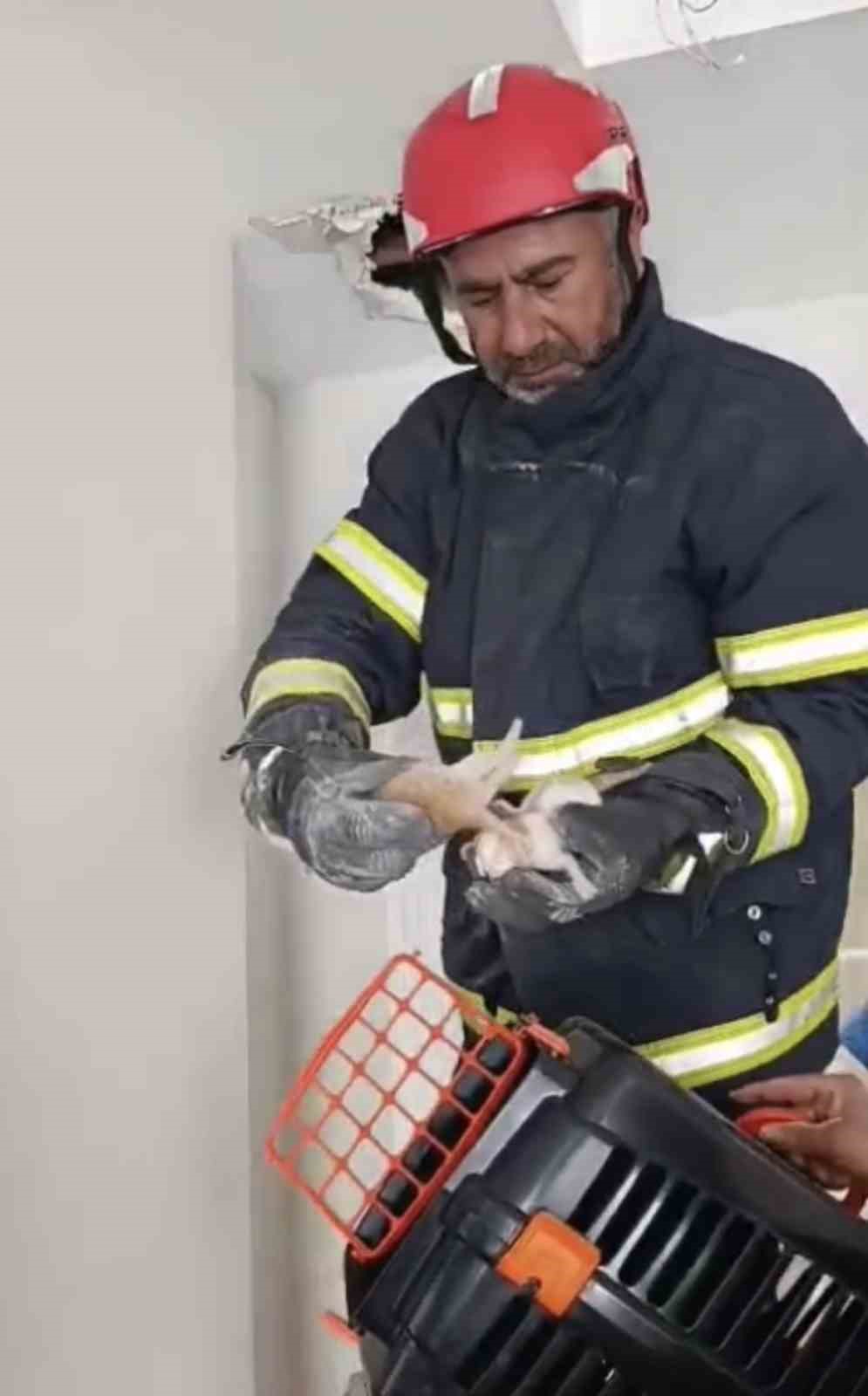 Asma tavanda sıkışan 4 yavru kedi kurtarıldı
