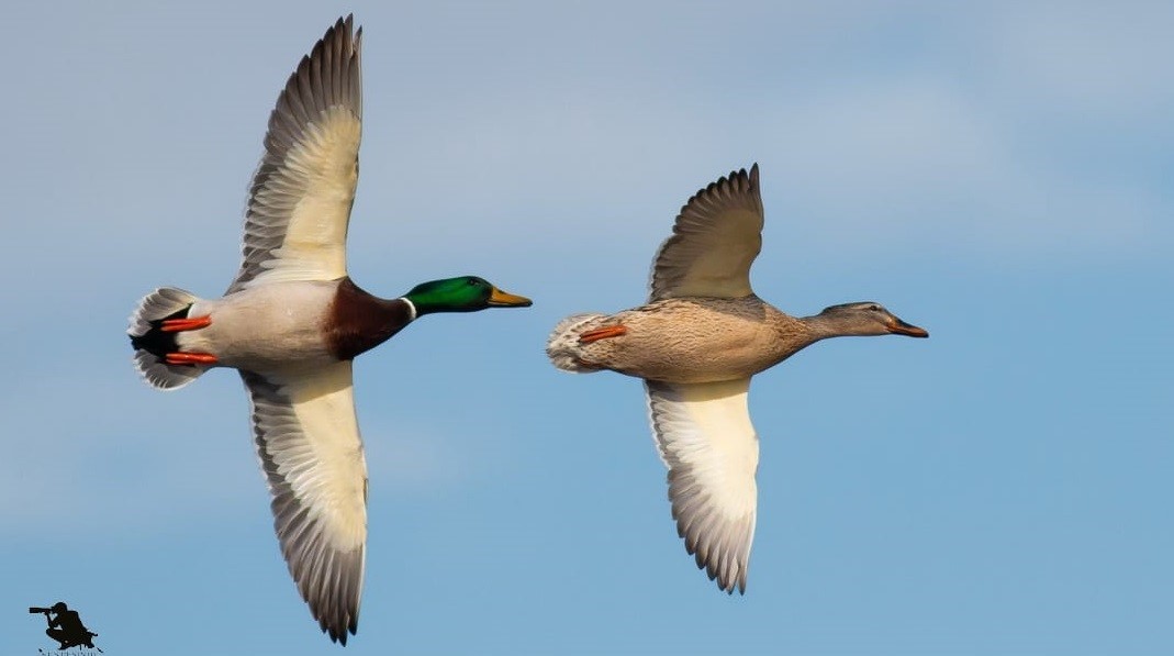 Astsubaylıktan kuş fotoğrafçılığına, Beyşehir Gölünde bir doğa sevdalısı
