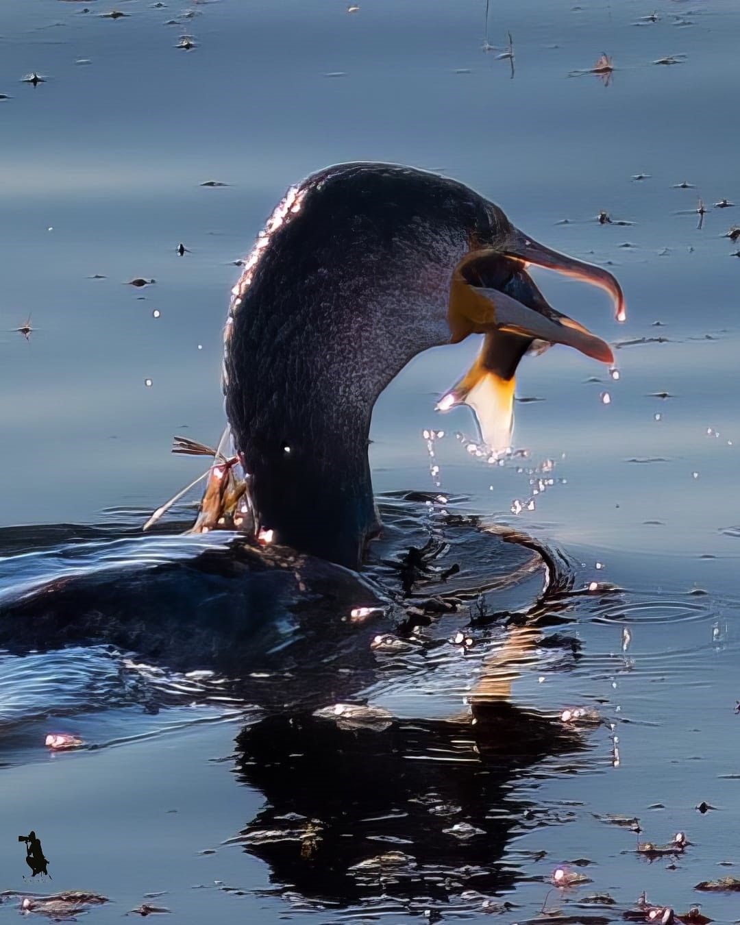Astsubaylıktan kuş fotoğrafçılığına, Beyşehir Gölünde bir doğa sevdalısı
