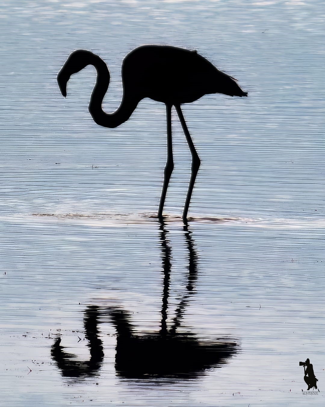 Astsubaylıktan kuş fotoğrafçılığına, Beyşehir Gölünde bir doğa sevdalısı
