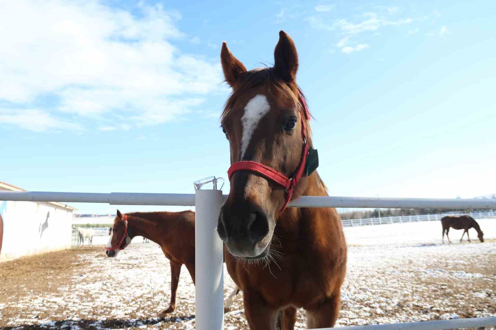 At yetiştiriciliğinin kış zorlukları
At yetiştiriciliğinin kış zorlukları
