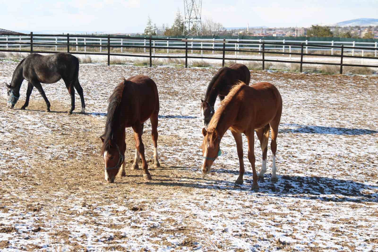 At yetiştiriciliğinin kış zorlukları
At yetiştiriciliğinin kış zorlukları