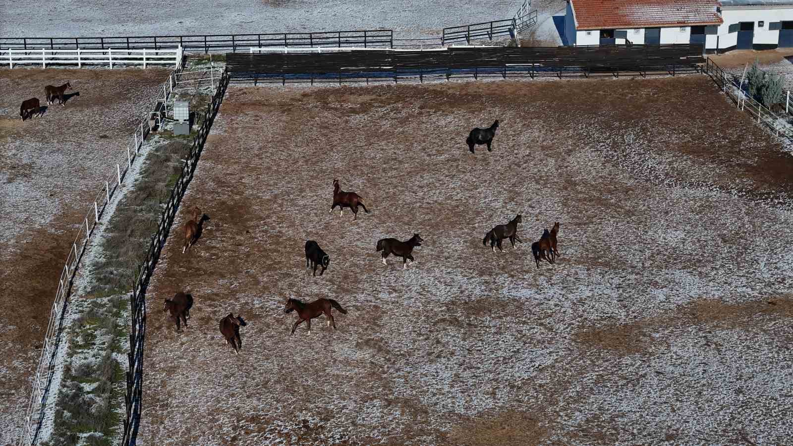 At yetiştiriciliğinin kış zorlukları
At yetiştiriciliğinin kış zorlukları