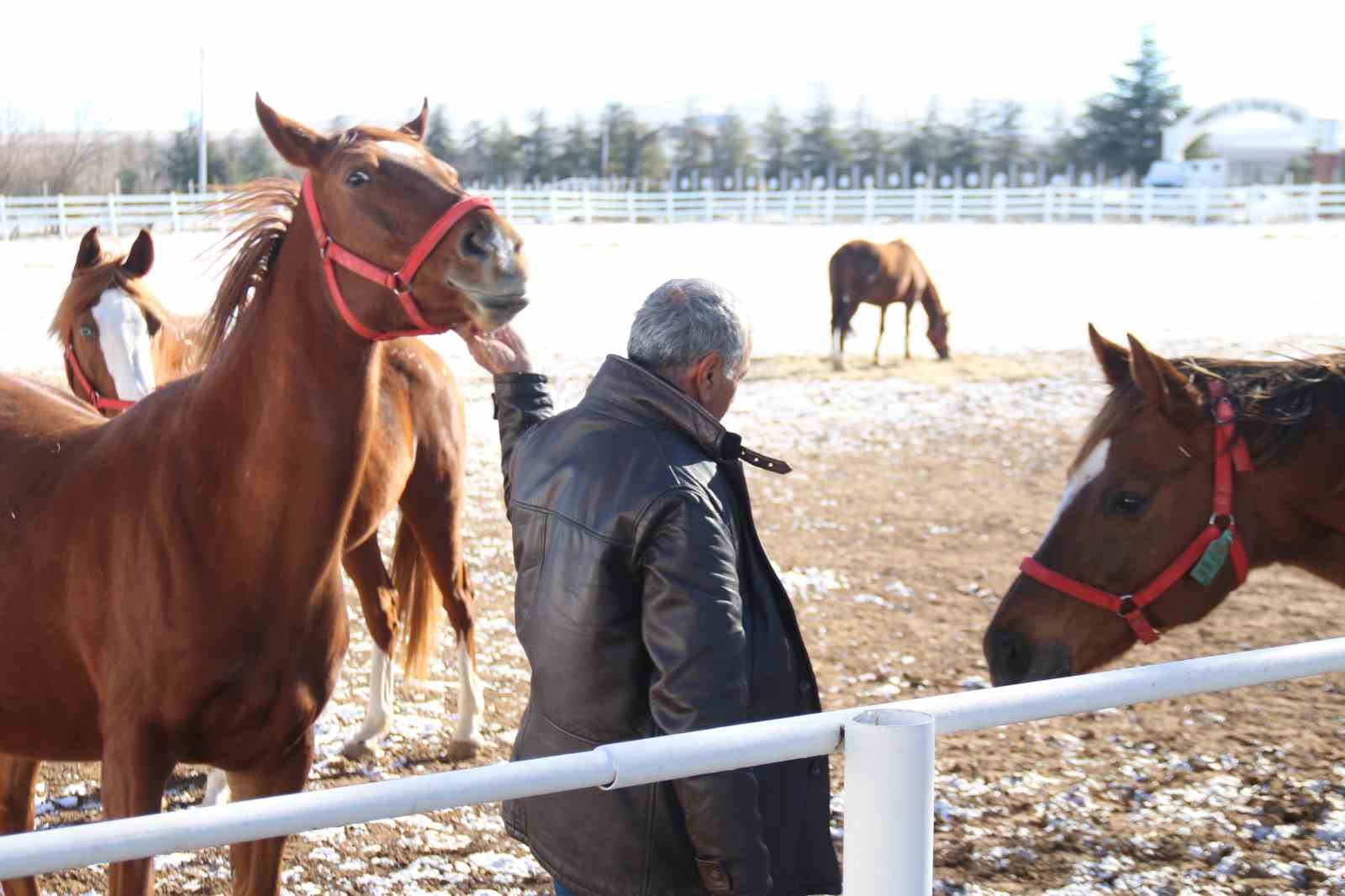 At yetiştiriciliğinin kış zorlukları
At yetiştiriciliğinin kış zorlukları