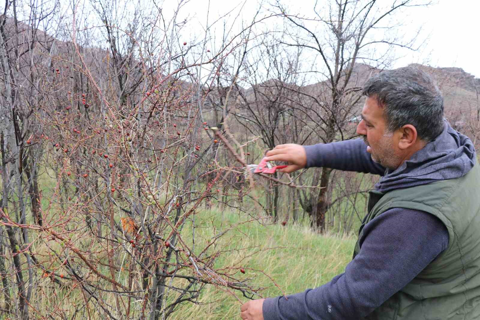Atadan toruna kalan miras:  "Baskın keklik" yöntemiyle dev envanter
