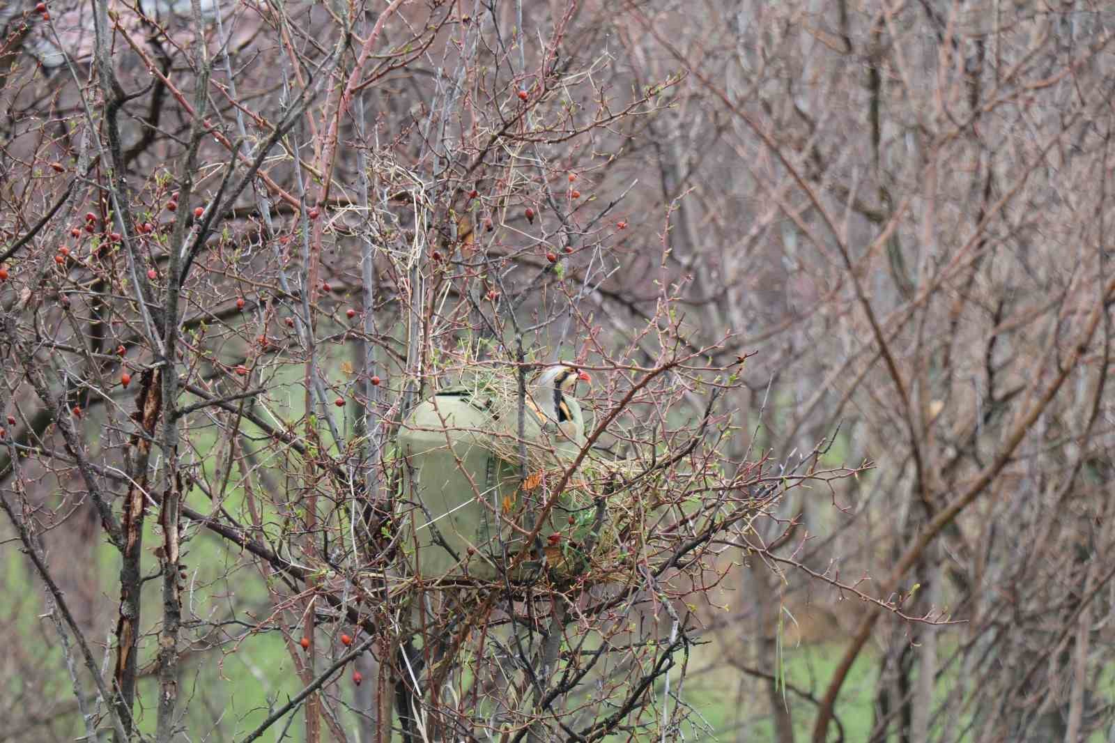 Atadan toruna kalan miras:  "Baskın keklik" yöntemiyle dev envanter
