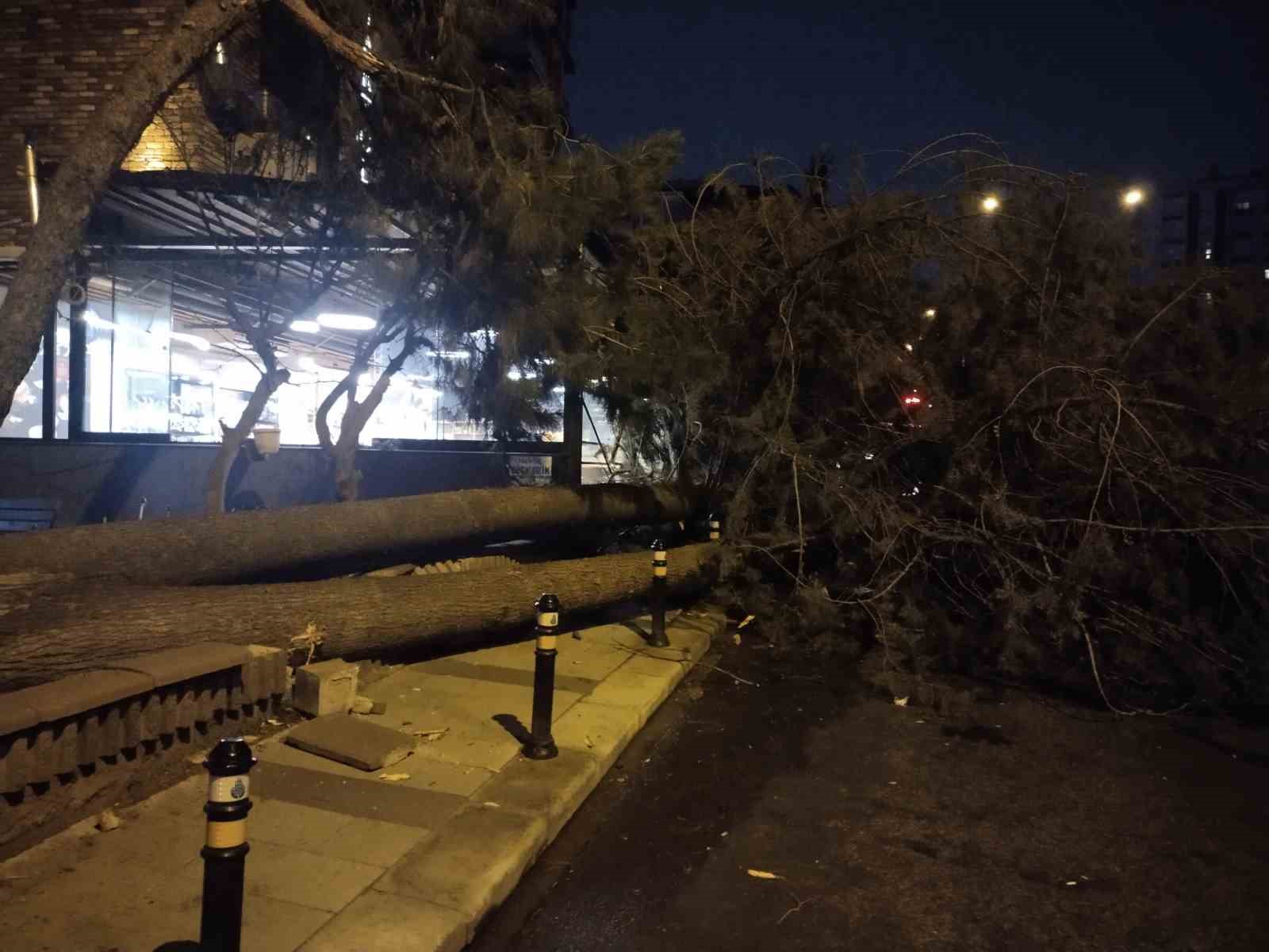 Ataşehir’de fırtına nedeniyle ağaç devrildi
