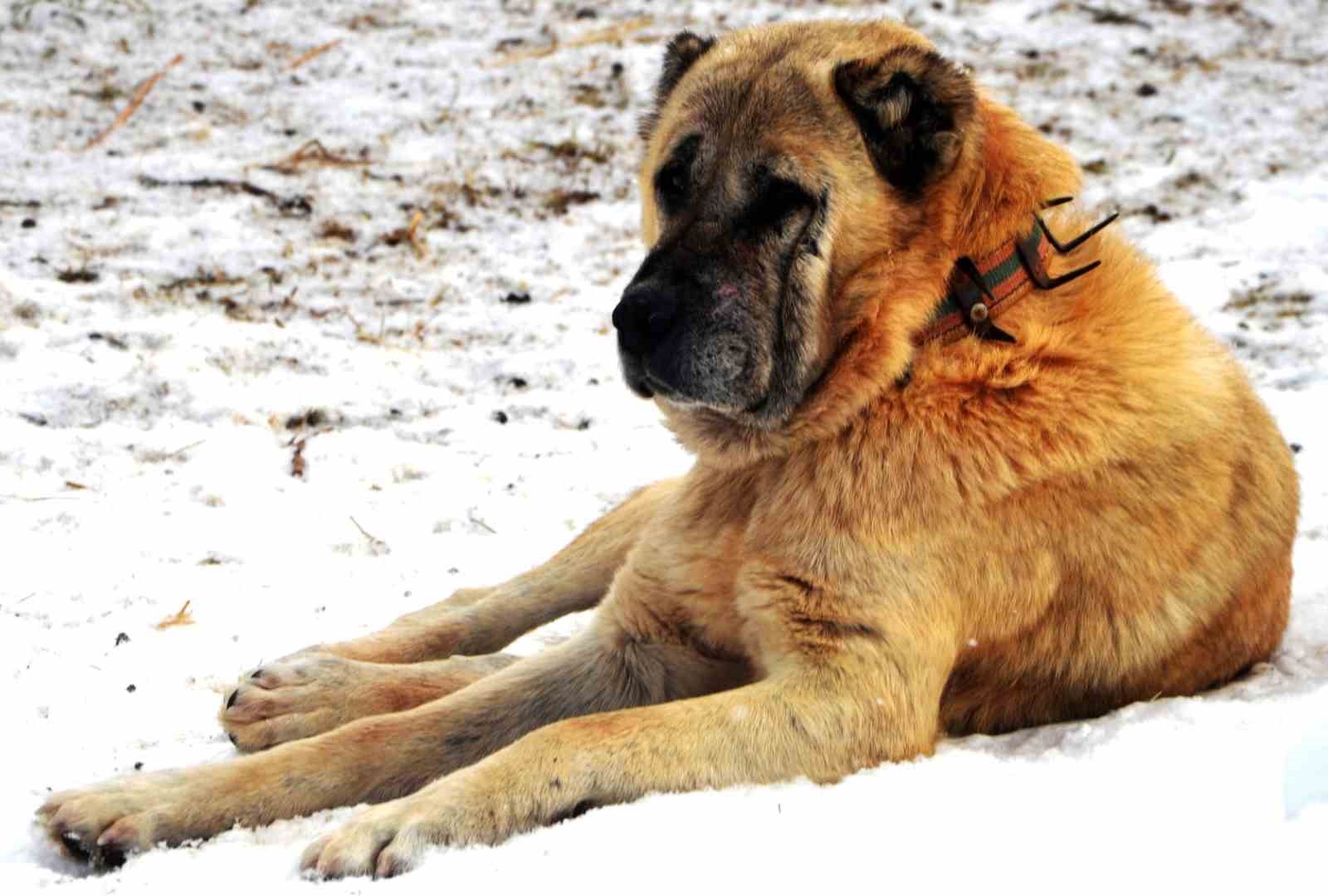 Atatürk’ün onayıyla Erzurum’dan okyanusu aşan köpekler
