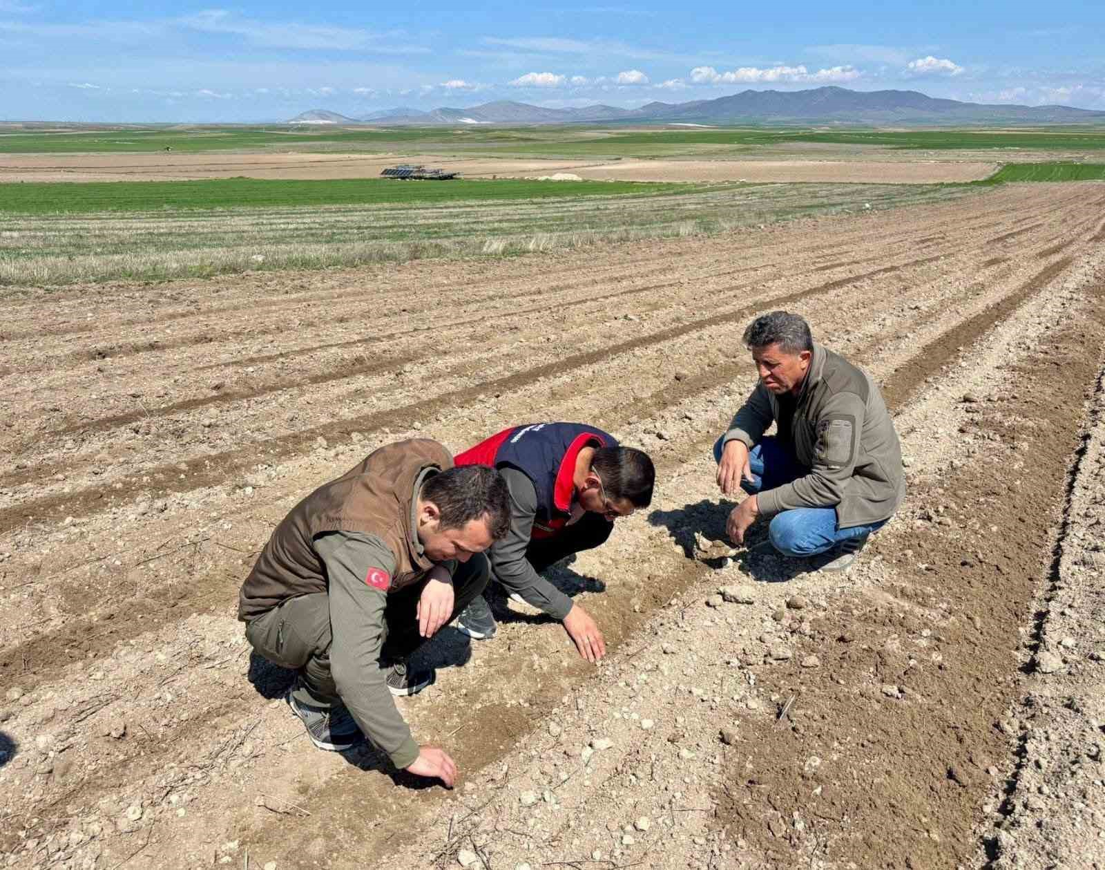 Atıl durumdaki tarım arazilerine ayçiçeği ekimi yapıldı
