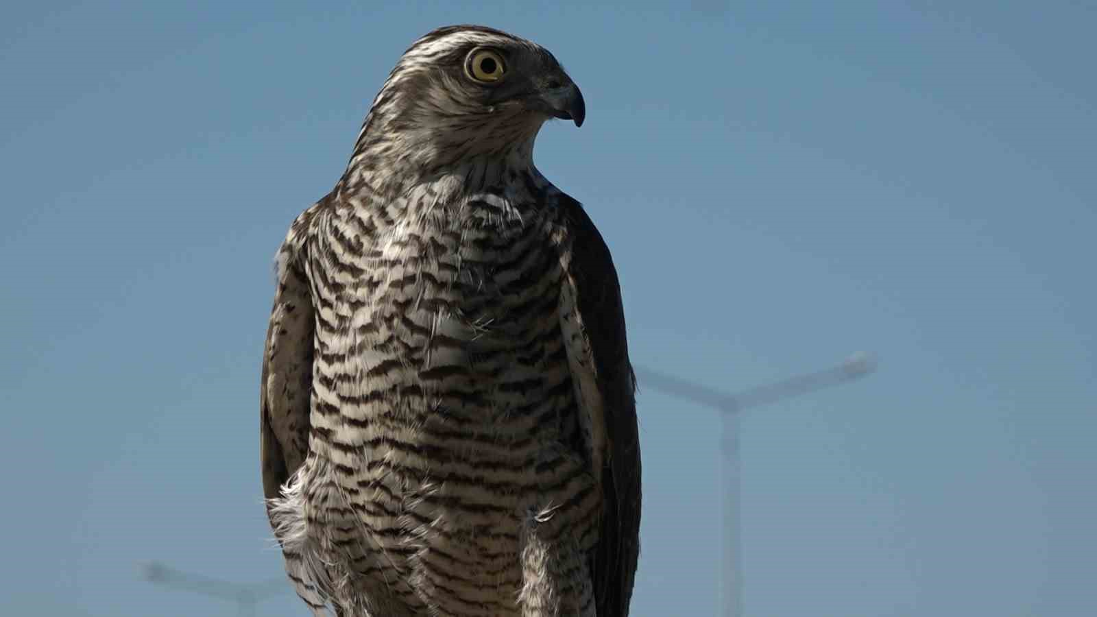 Atmacacılığın serüveni
Atmacacılığın serüveni