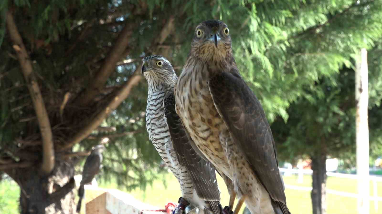 Atmacacılığın serüveni
Atmacacılığın serüveni