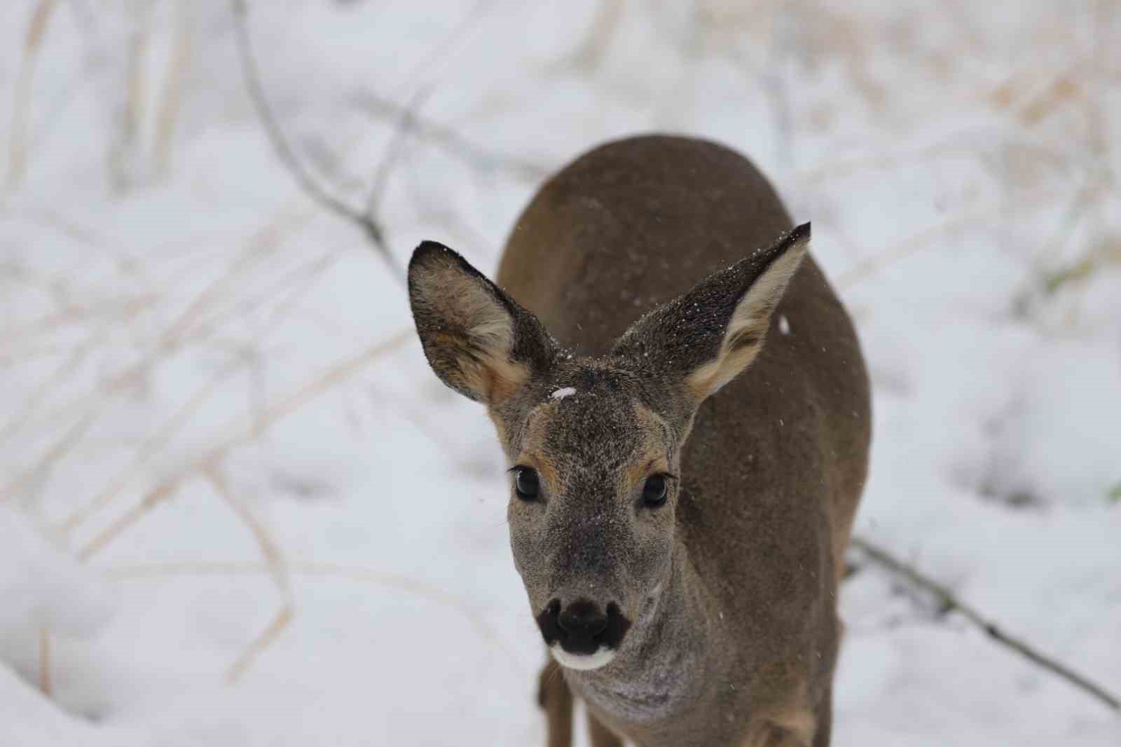 Avrupa’nın en büyük doğal yaşam parkı Ormanya beyaz örtüyle kaplandı
