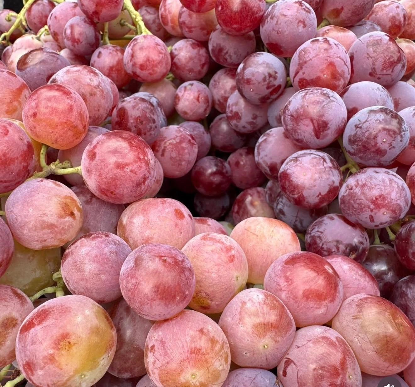 Avşar Üzümü coğrafi işaretle tescillendi
