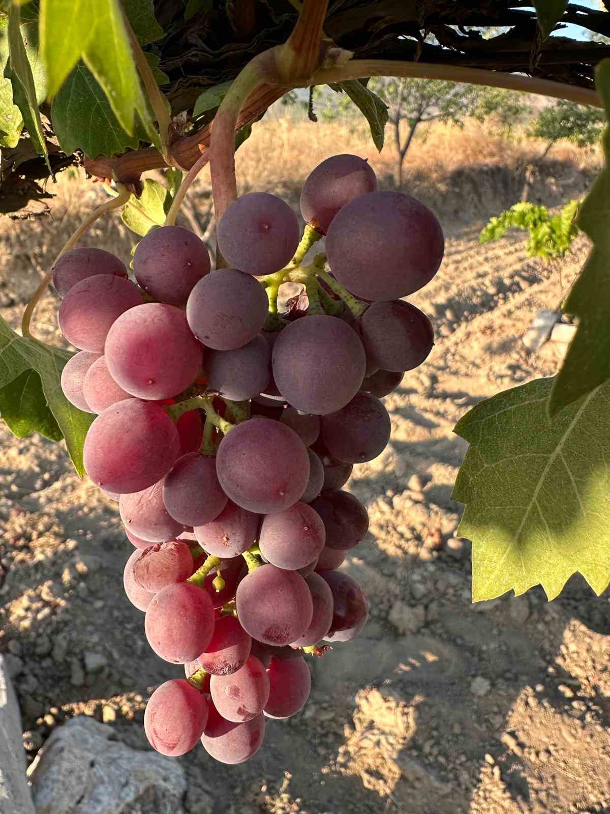 Avşar Üzümü coğrafi işaretle tescillendi
