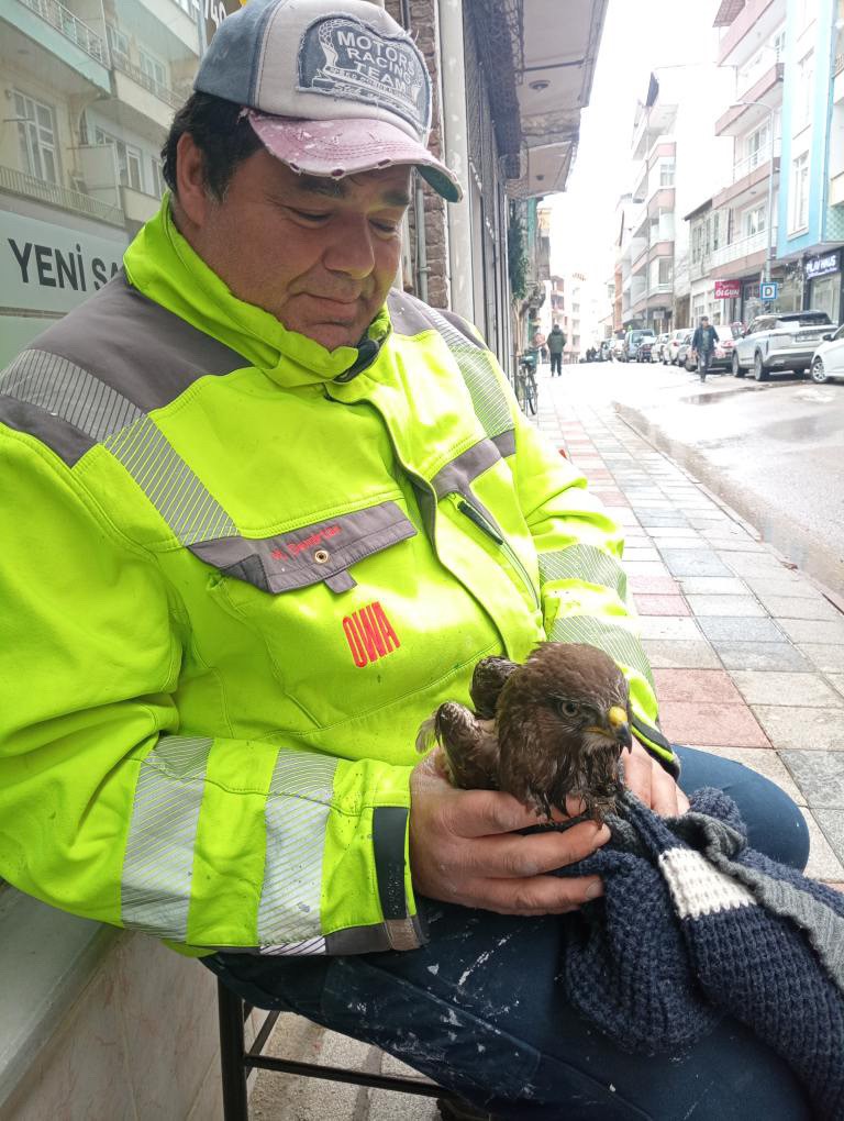 Ayancık’ta yaralı bulunan şahin koruma altına alındı
