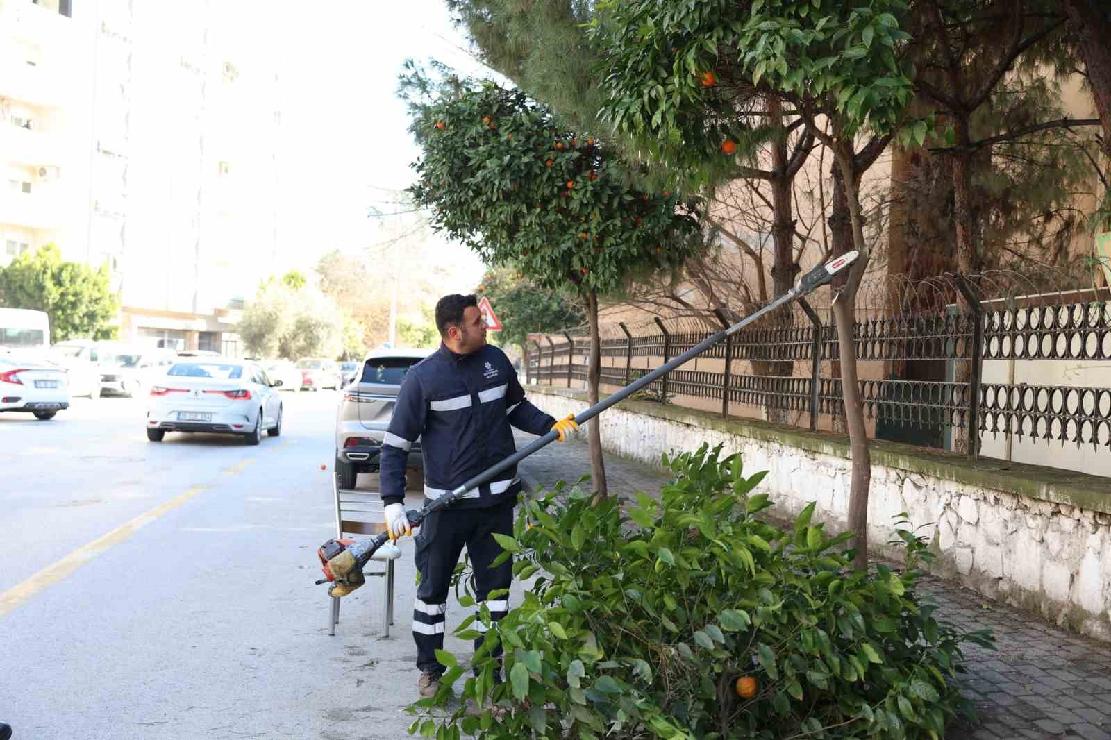 Aydın Büyükşehir Belediyesi’nden Efeler’in yeşil alanlarına bakım
Aydın Büyükşehir Belediyesi’nden Efeler’in yeşil alanlarına bakım