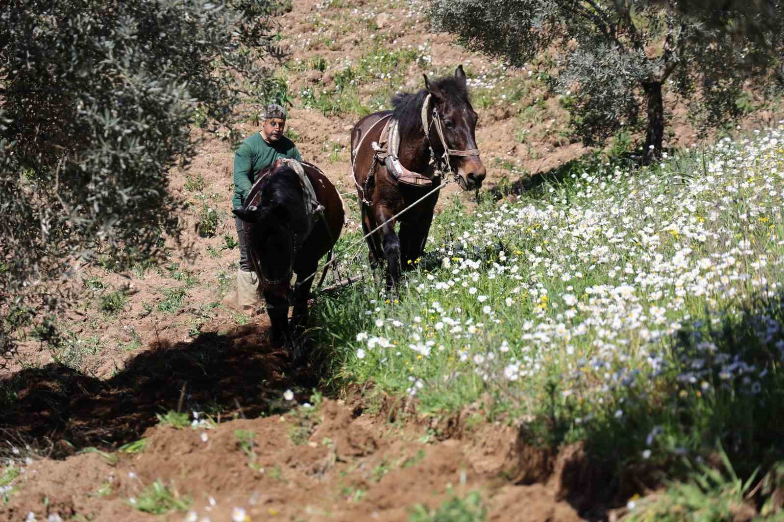 Aydın dağlarında incir ve zeytin üreticisinin karasabanla zorlu mücadelesi başladı
