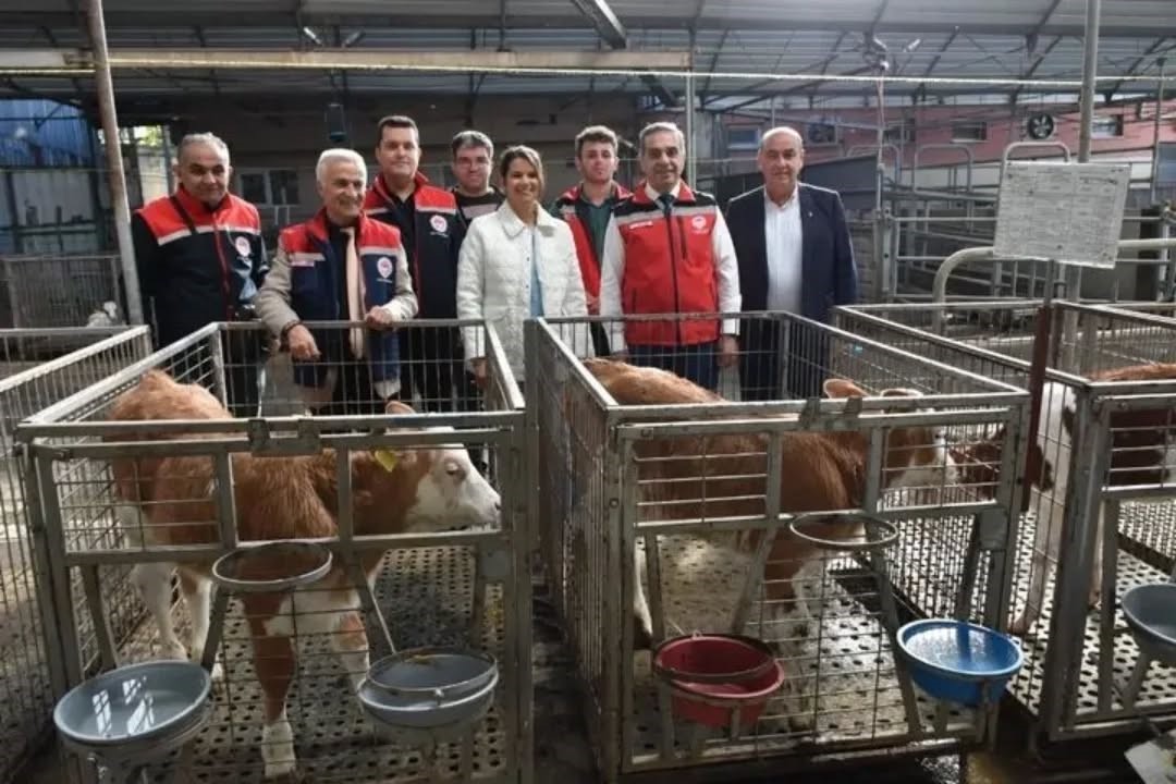 Aydın hayvancılıkta Türkiye zirvesinde
