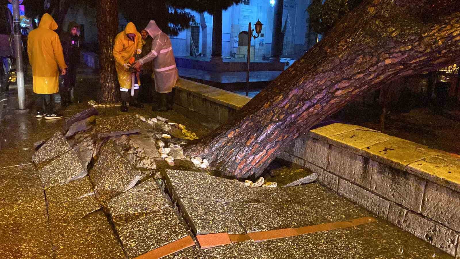 Aydın kent merkezinde faciadan dönüldü: Asırlık çam ağacı devrildi
