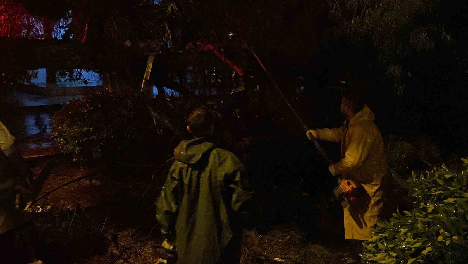 Aydın kent merkezinde faciadan dönüldü: Asırlık çam ağacı devrildi

