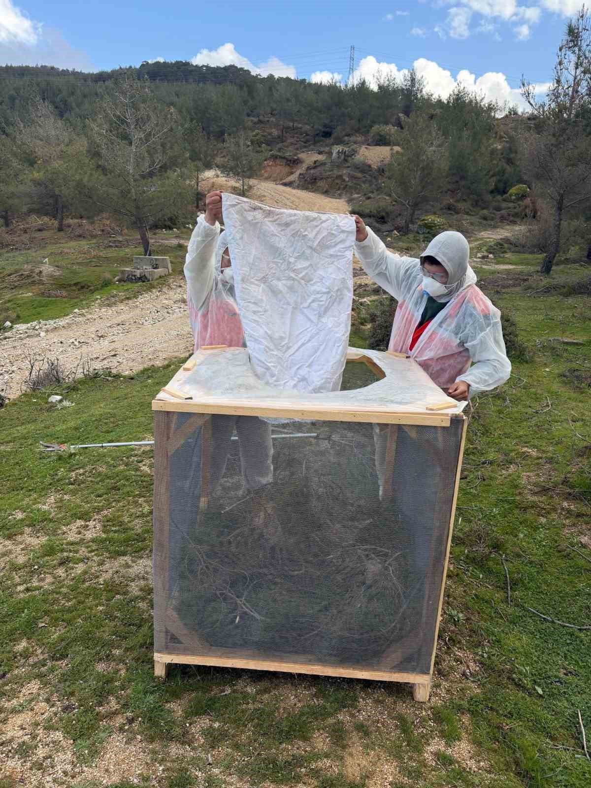 Aydın ormanlarında çam kese böceğine karşı kapsamlı mücadele
