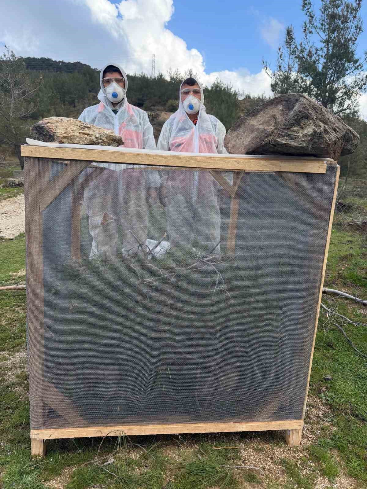 Aydın ormanlarında çam kese böceğine karşı kapsamlı mücadele
