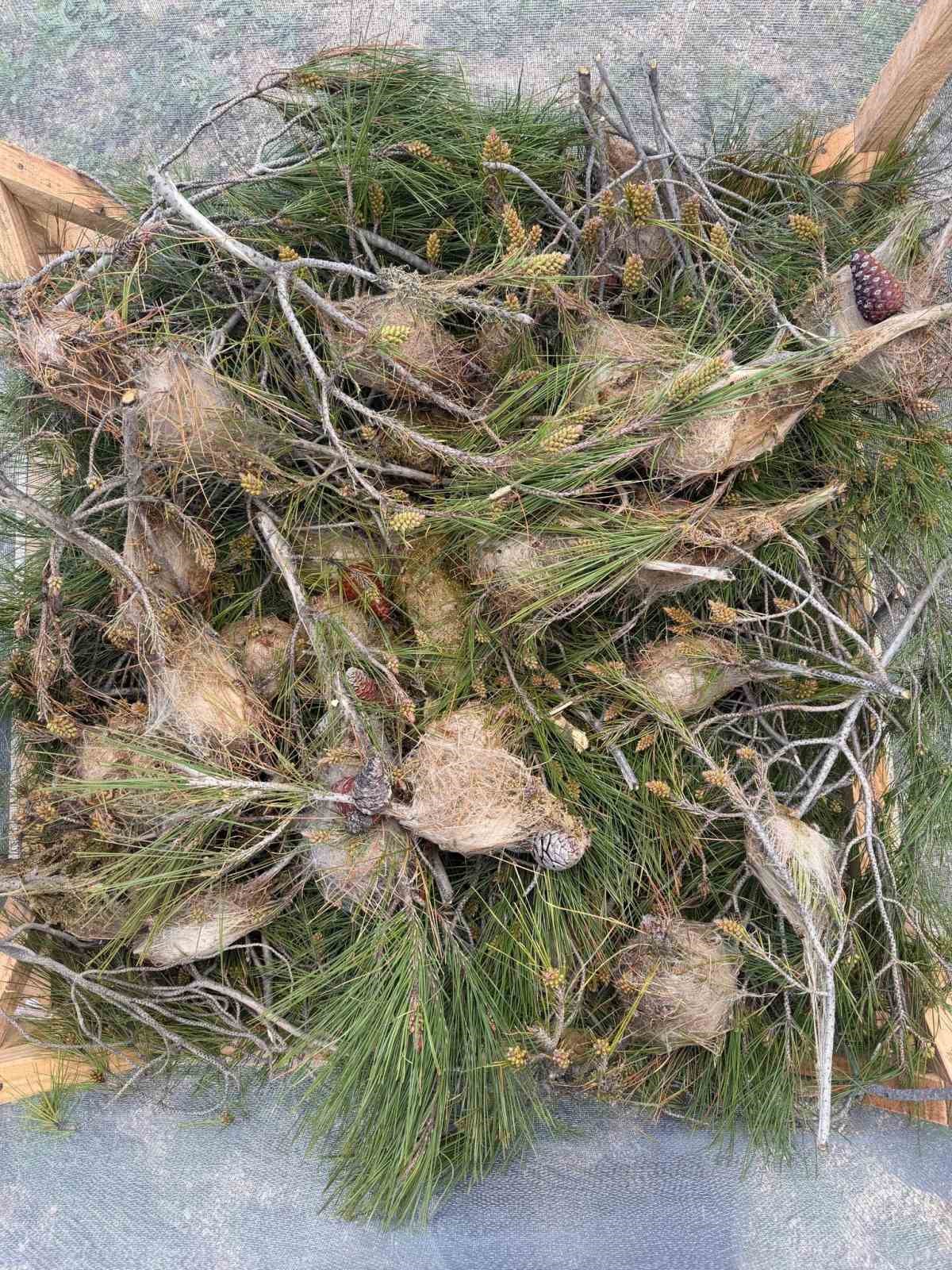 Aydın ormanlarında çam kese böceğine karşı kapsamlı mücadele
