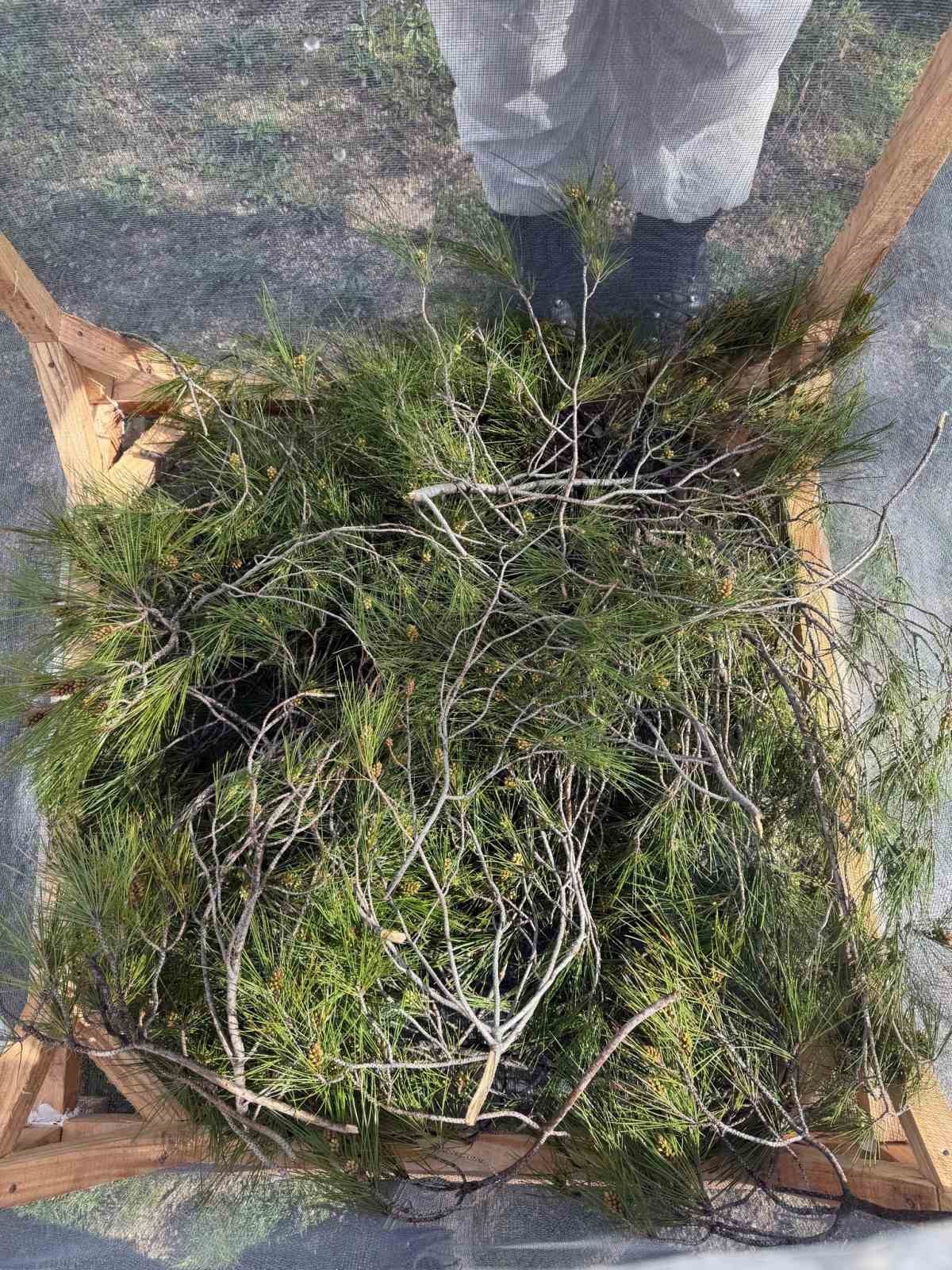 Aydın ormanlarında çam kese böceğine karşı kapsamlı mücadele
