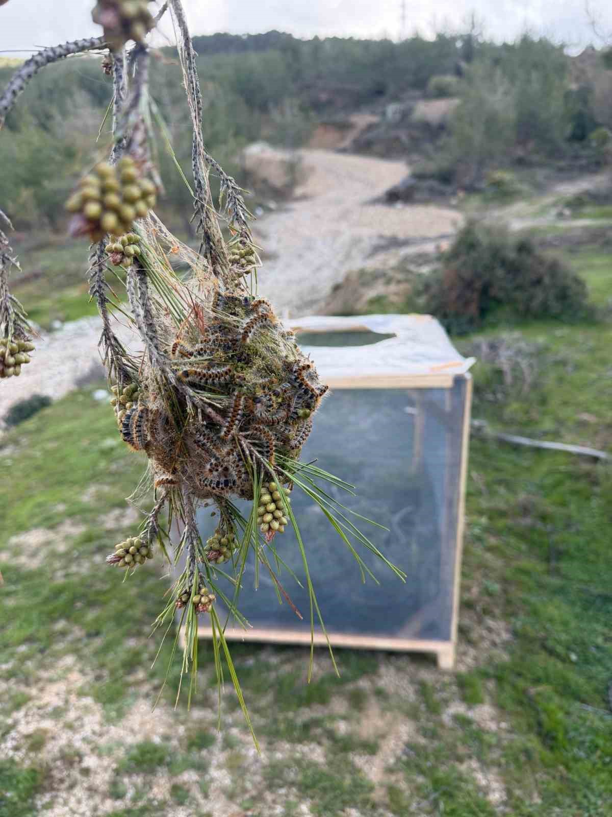 Aydın ormanlarında çam kese böceğine karşı kapsamlı mücadele
