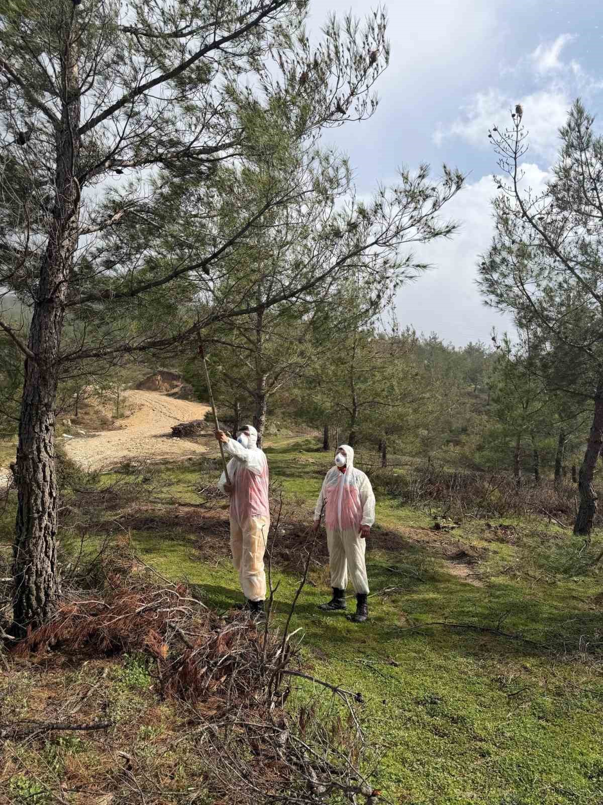 Aydın ormanlarında çam kese böceğine karşı kapsamlı mücadele
