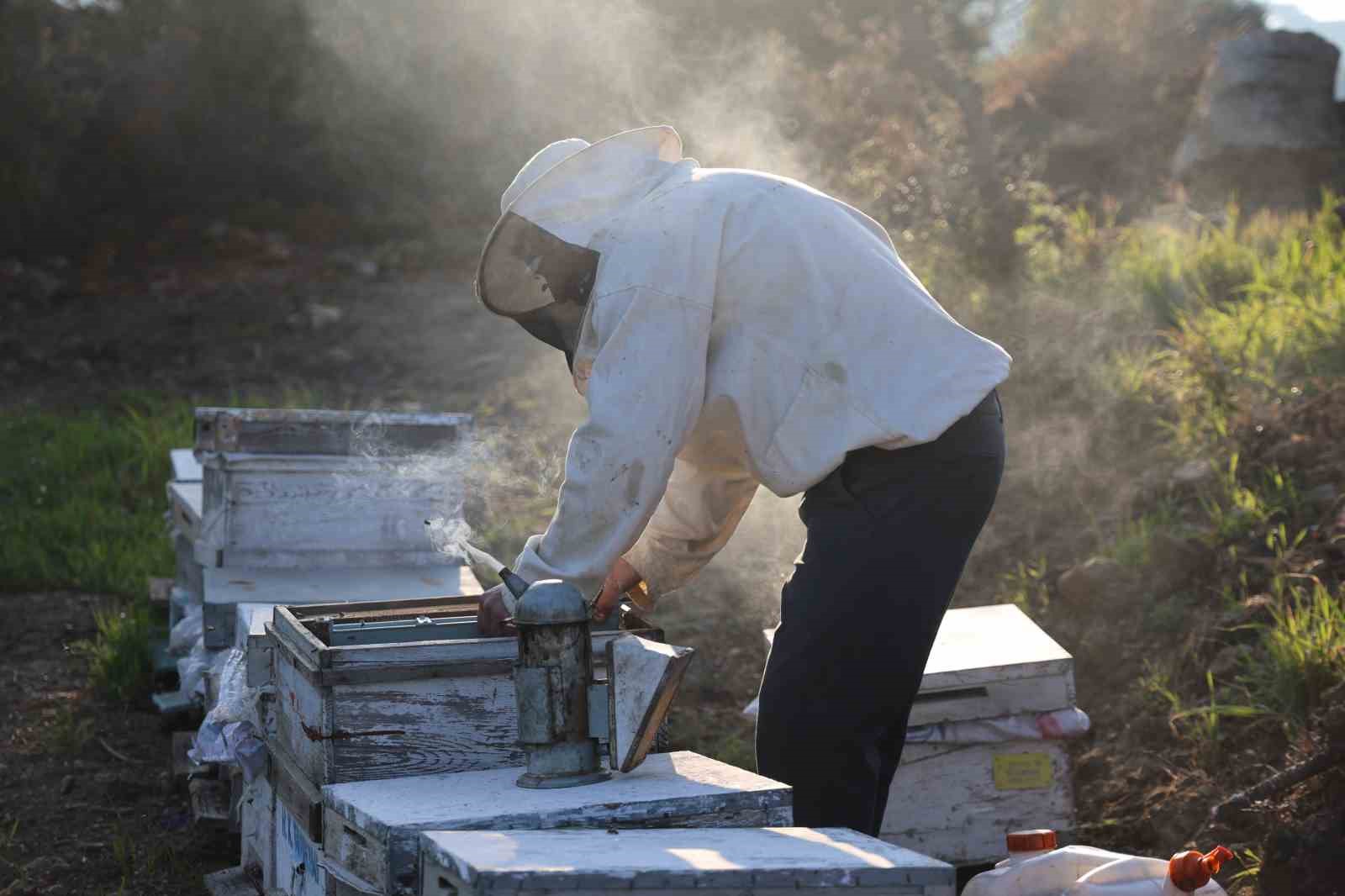 Aydın’da arı kolonileri gençleşiyor, arıcılar sezondan umutlu
