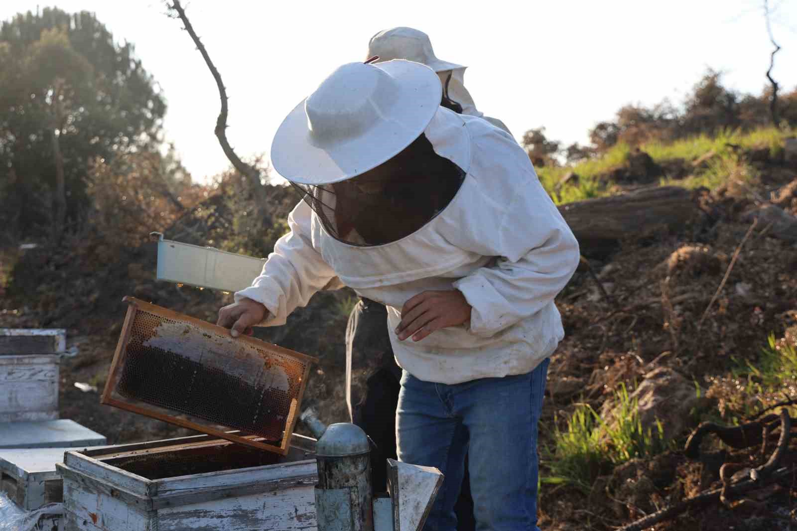 Aydın’da arı kolonileri gençleşiyor, arıcılar sezondan umutlu
