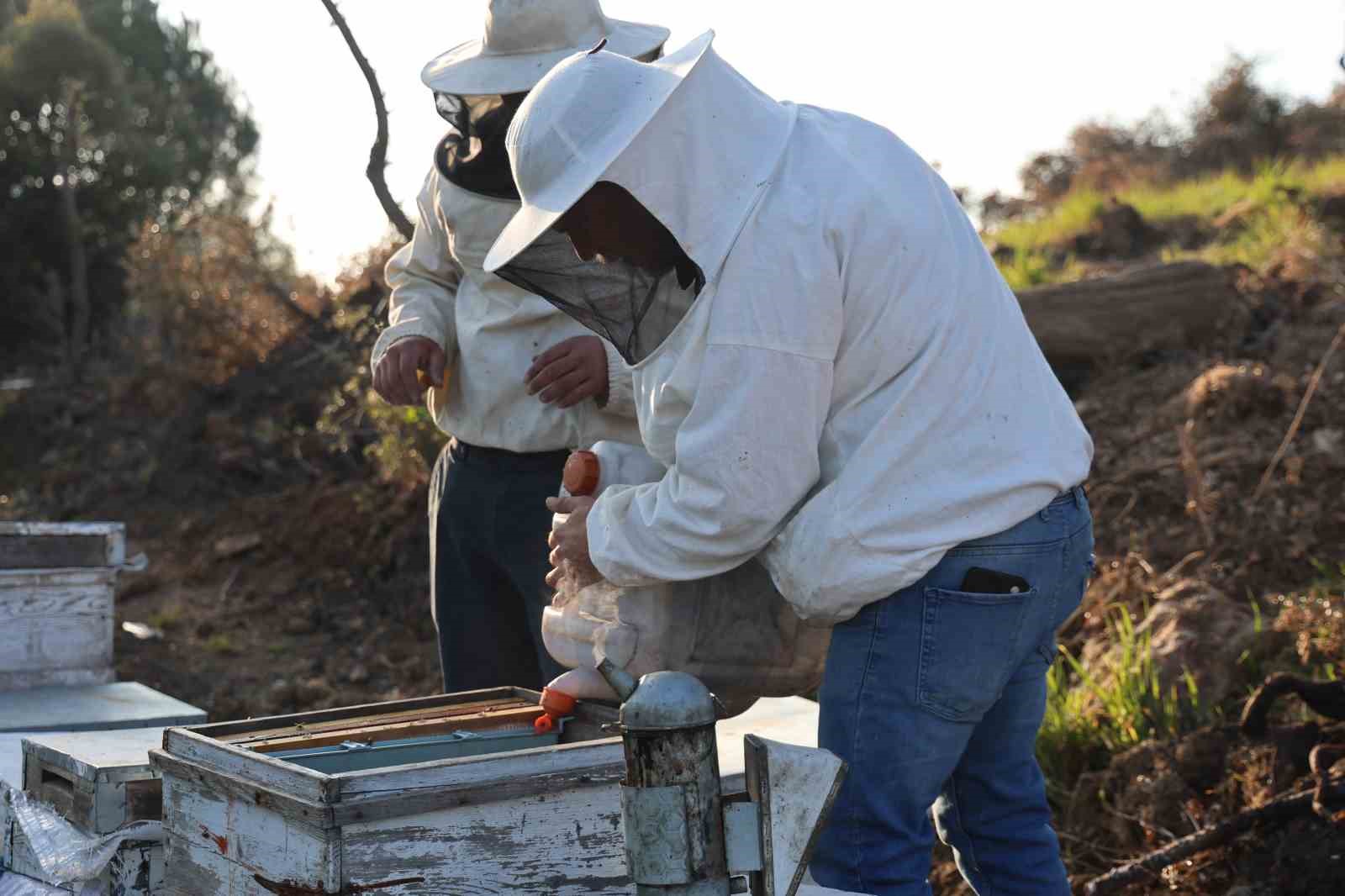 Aydın’da arı kolonileri gençleşiyor, arıcılar sezondan umutlu

