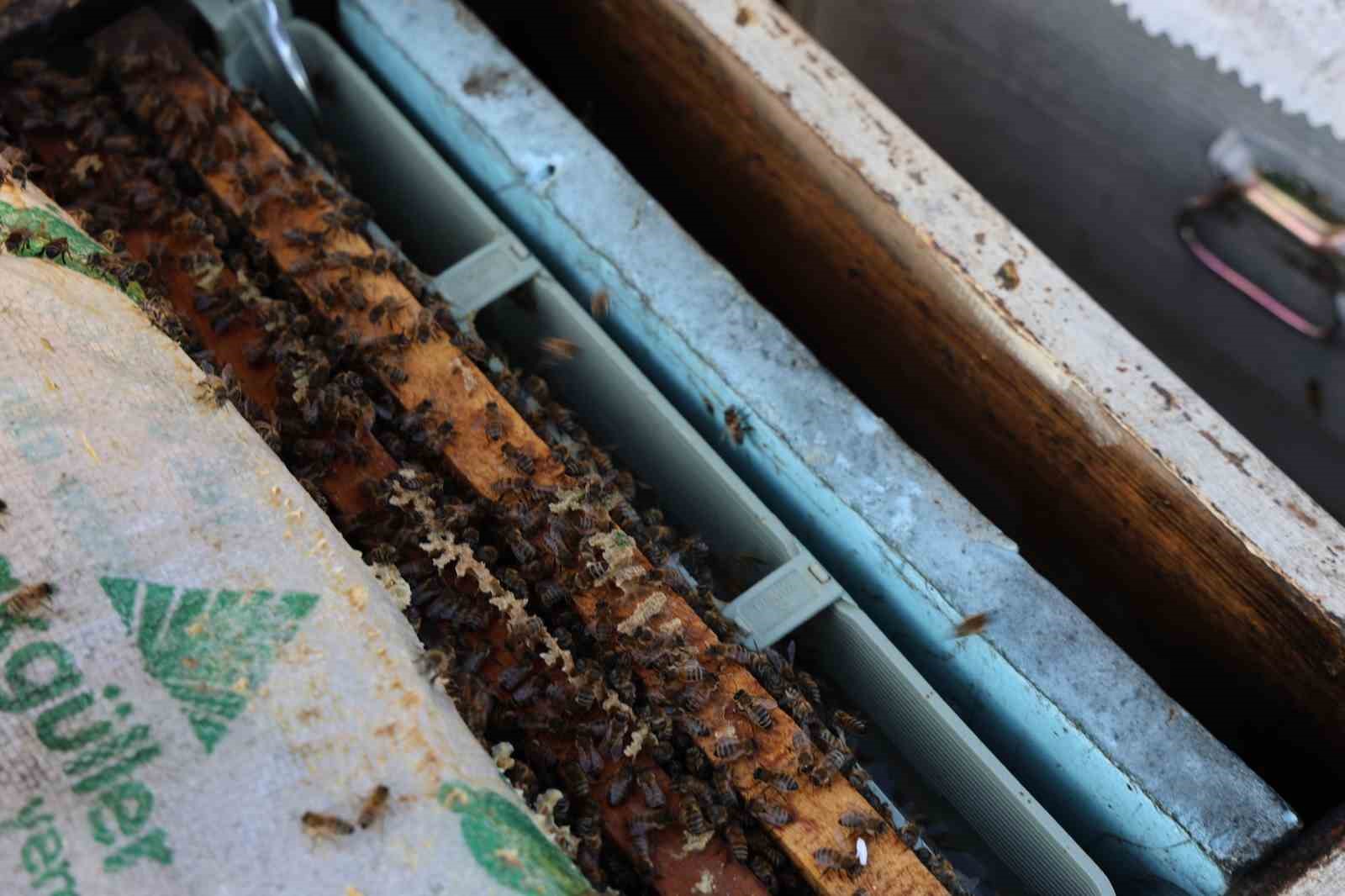 Aydın’da arı kolonileri gençleşiyor, arıcılar sezondan umutlu

