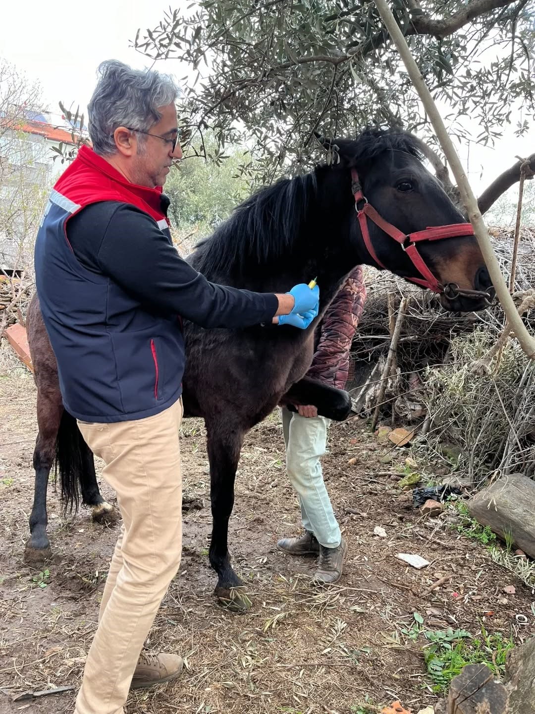 Aydın’da at ve eşeklerden numune alınıyor
