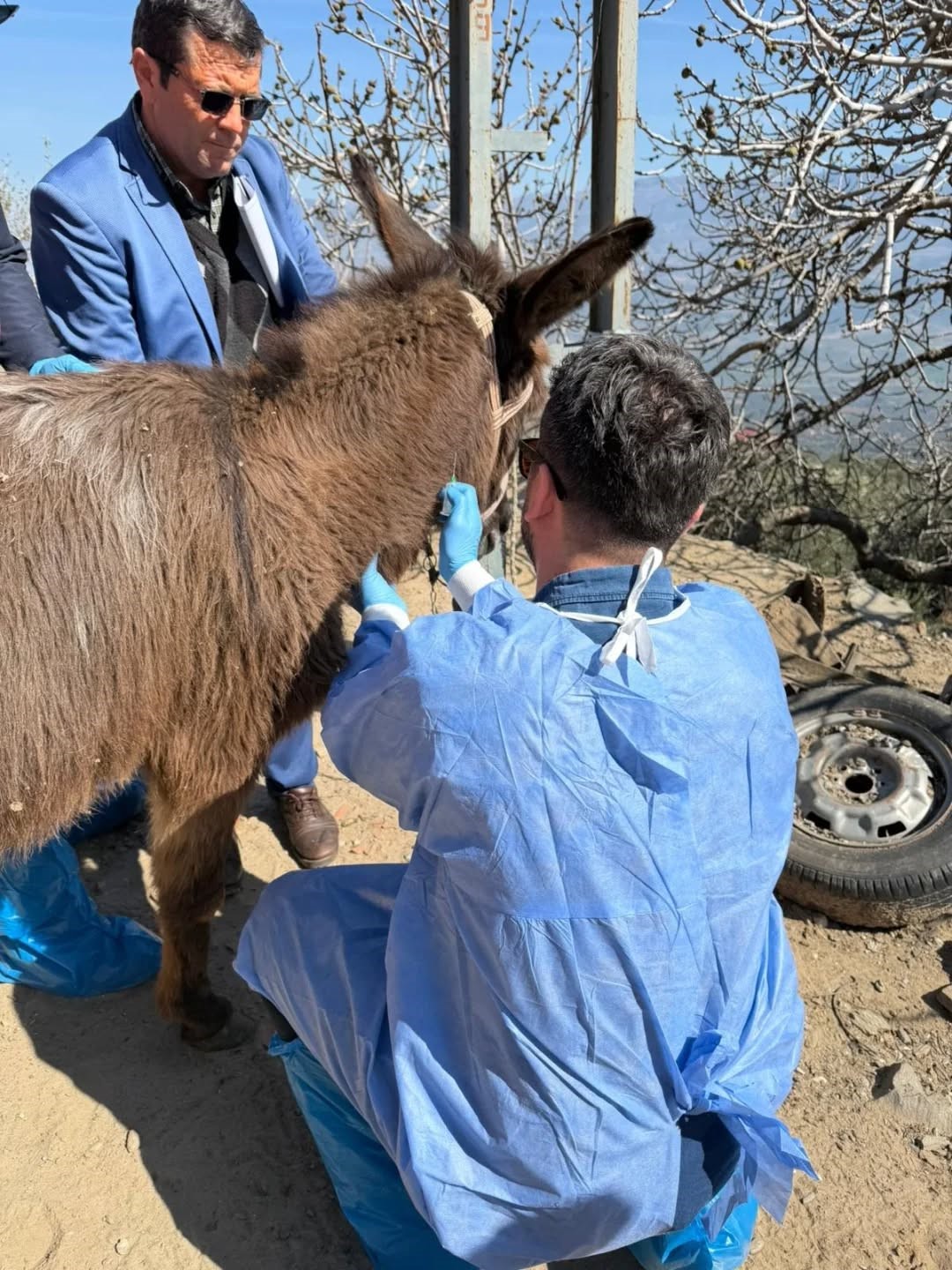 Aydın’da at ve eşeklerden numune alınıyor
