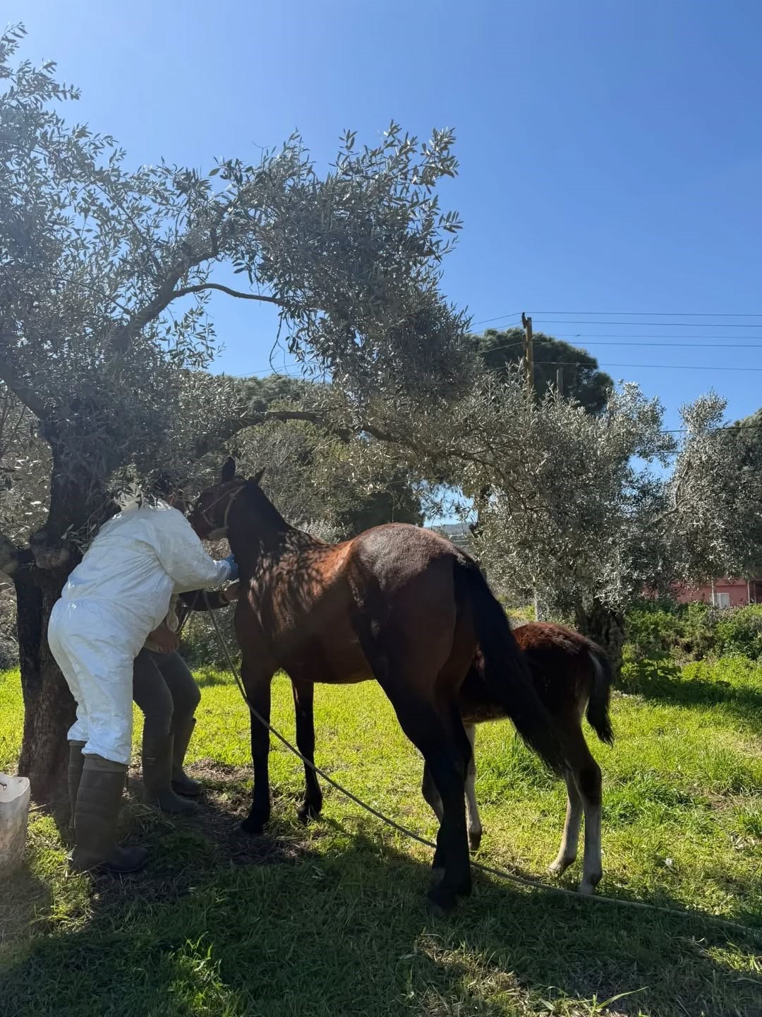 Aydın’da at ve eşeklerden numune alınıyor
