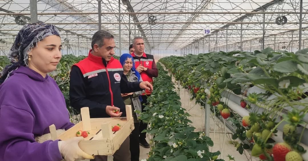 Aydın’da çilek hasadı başladı
