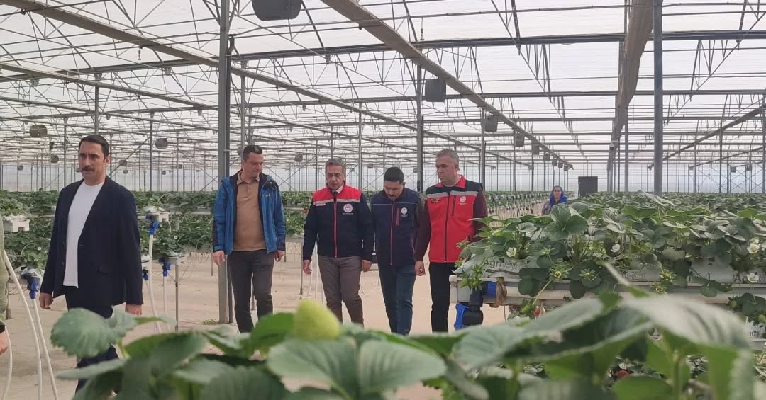 Aydın’da çilek hasadı başladı
