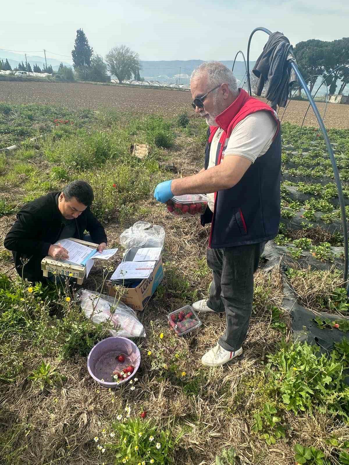 Aydın’da hasat öncesi çilek bahçeleri kontrol edildi
