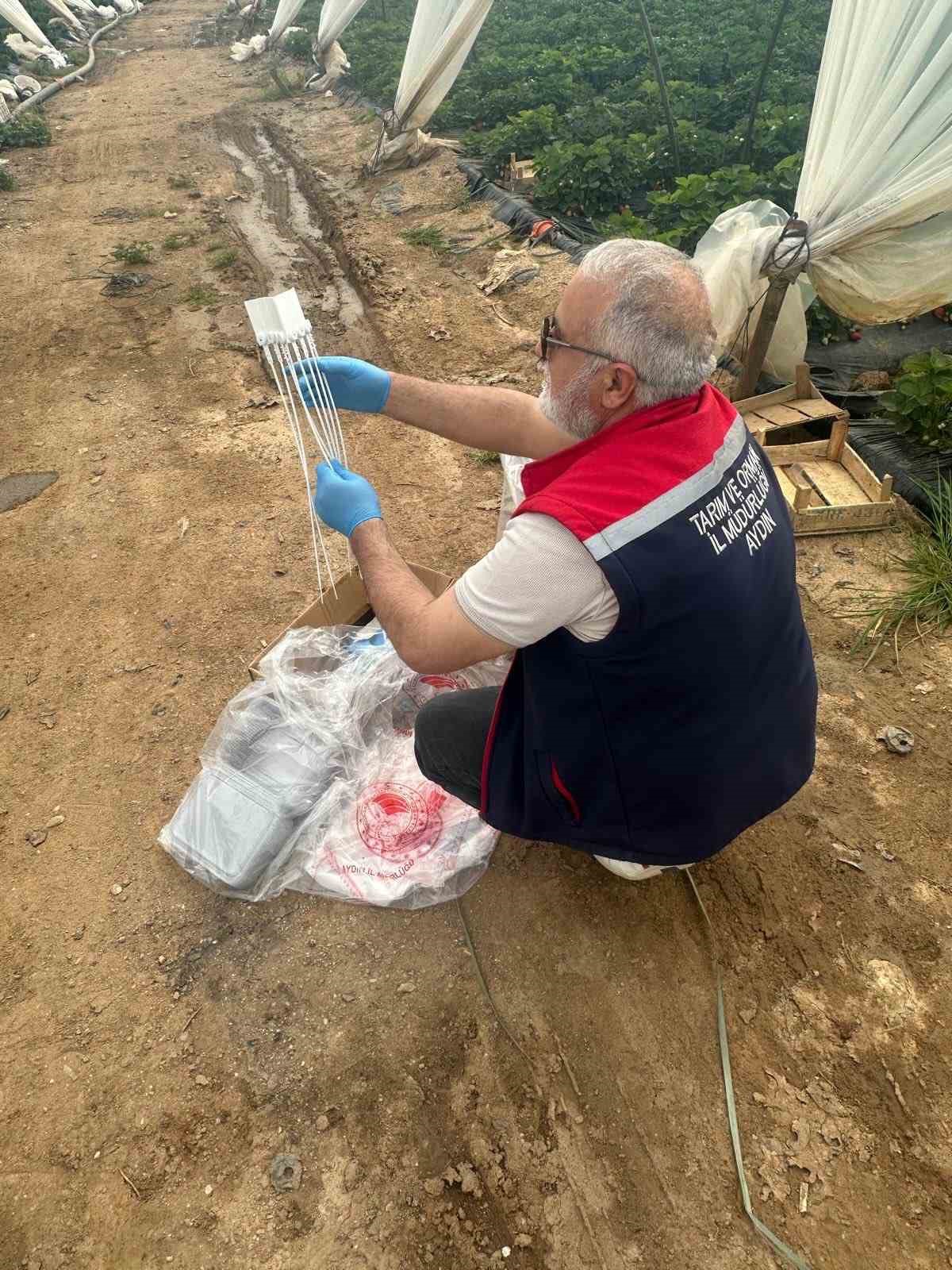 Aydın’da hasat öncesi çilek bahçeleri kontrol edildi
